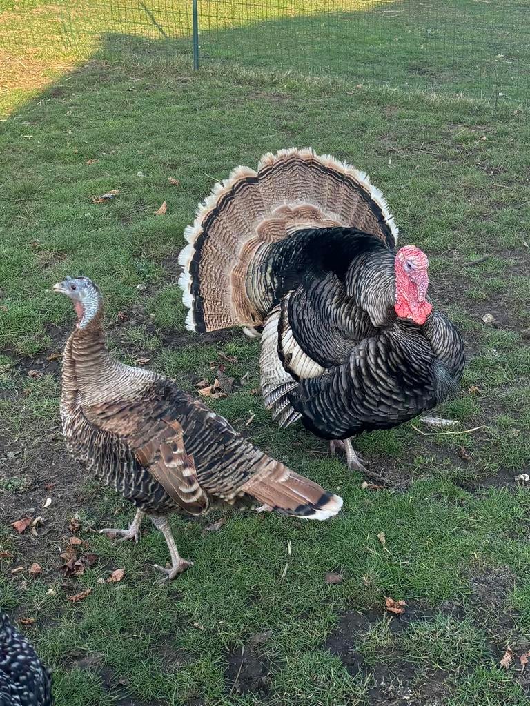 Broedeieren Ronquieres Kalkoen Patrijs, Kalkoen