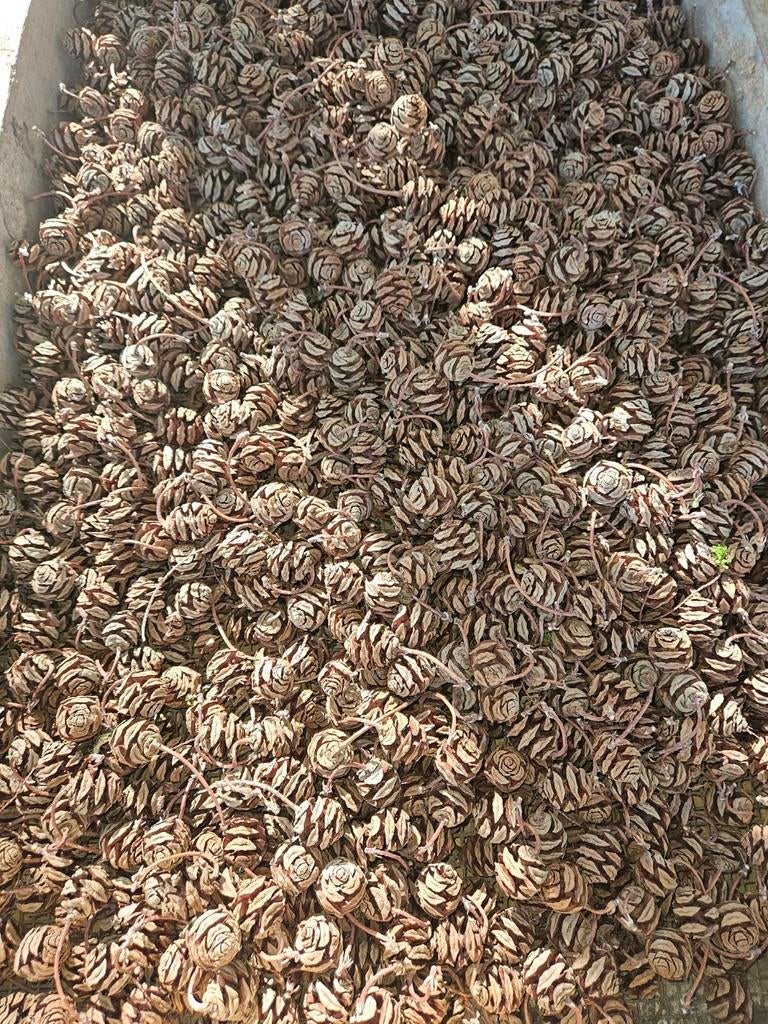 metasequioa dennenappels, Huis en Inrichting, Woonaccessoires | Kransen, Ophalen