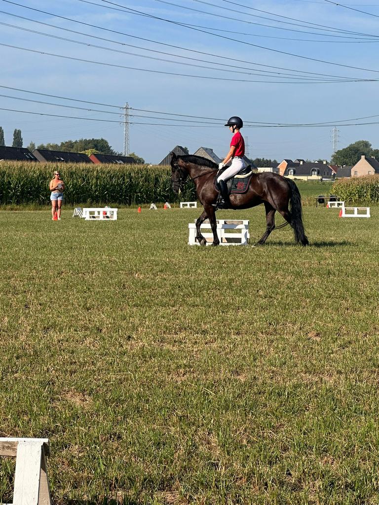 Recreatiepony te koop, Dieren en Toebehoren, Minder dan 160 cm, B, 11 jaar of ouder, Recreatiepaard