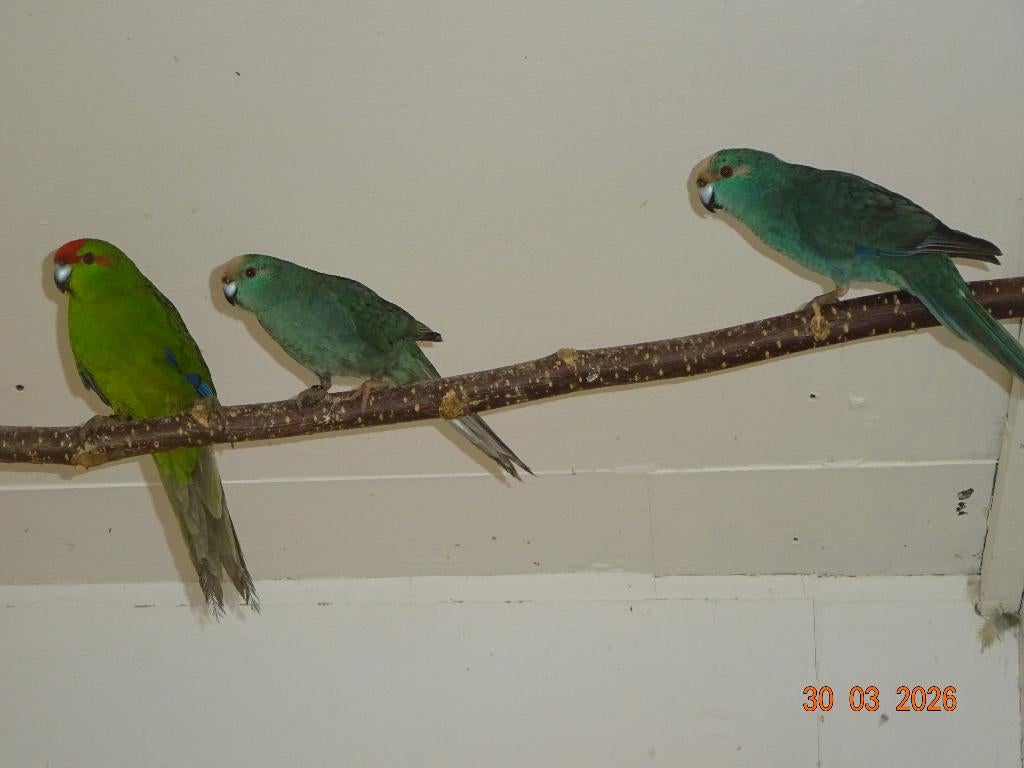 Kakarikies, Dieren en Toebehoren, Vogels | Parkieten en Papegaaien, Meerdere dieren, Parkiet, Geringd