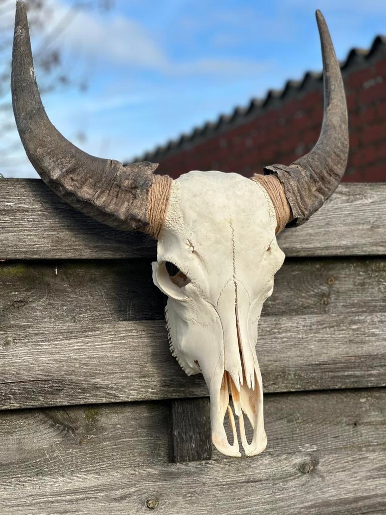 Schedel buffel met alle tanden, Ophalen