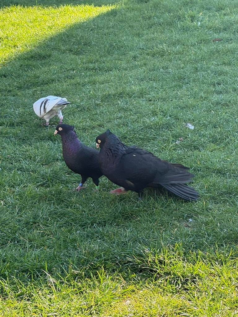 Pigeons à vendre (shpica), Plusieurs animaux, Autres espèces