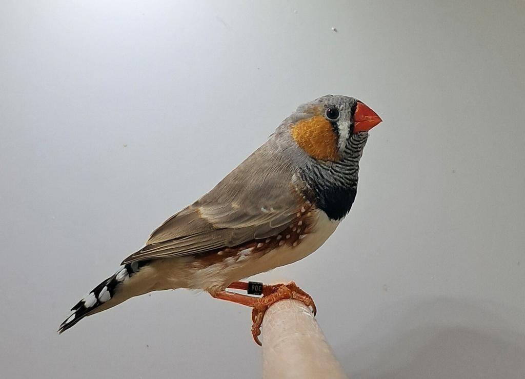 Zie omschrijving, Dieren en Toebehoren, Vogels | Overige Vogels, Tropenvogel, Mannelijk, Geringd