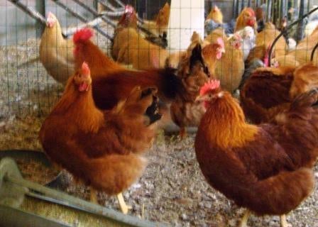 Broedeieren New Hampshire, Dieren en Toebehoren, Pluimvee, Kip, Geslacht onbekend