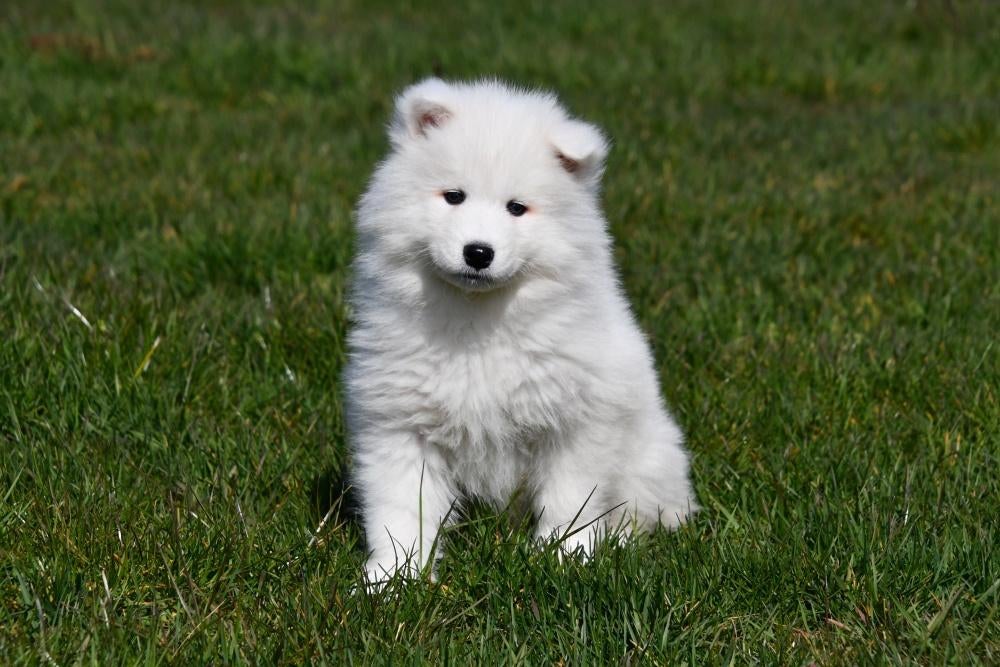 Samojeed pup te koop (teefje), Dieren en Toebehoren, Parvo, België, Overige rassen, 8 tot 15 weken