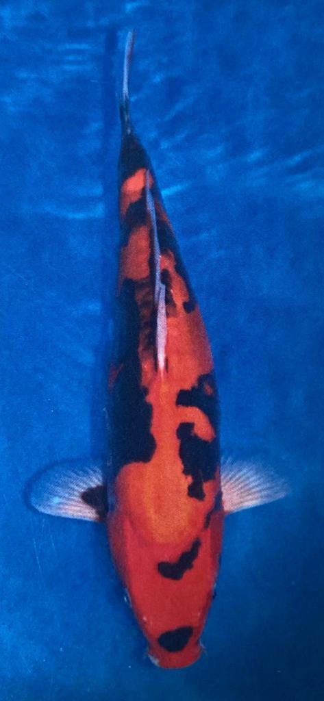 Beni Kumonryu X Doitsu Showa, Dieren en Toebehoren, Vissen | Vijvervissen, Karper of Koi