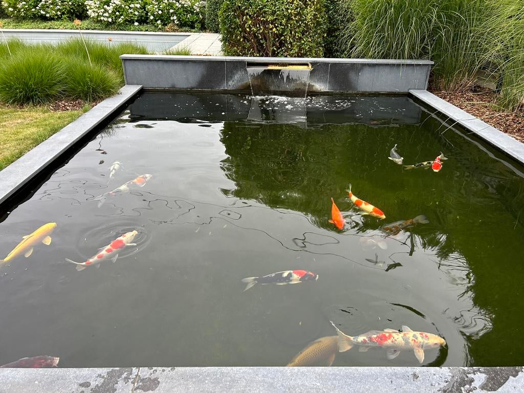 Particuliere hobbyliefhebber zoekt nog grote japanse koi’s, Dieren en Toebehoren, Karper of Koi