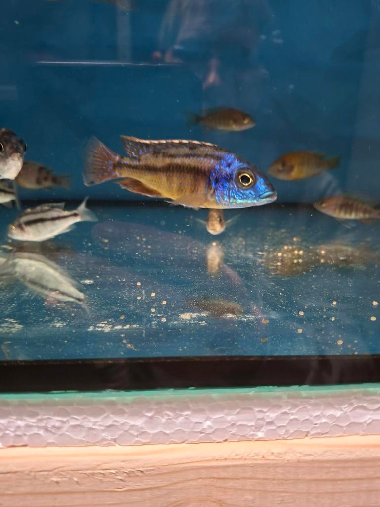 Cichlides malawi protomelas red empress