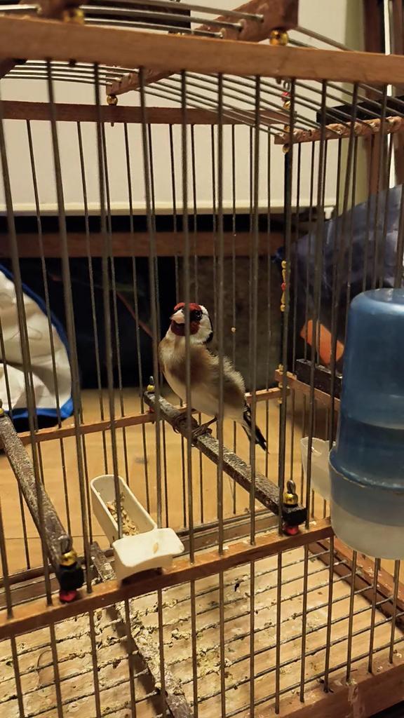 Mal parva extra chanteurs, Animaux & Accessoires