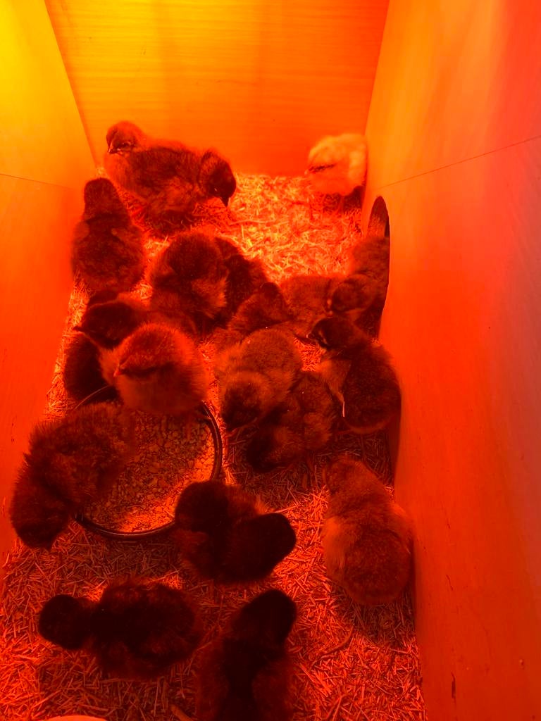 Kuikens easter egger, Dieren en Toebehoren, Pluimvee