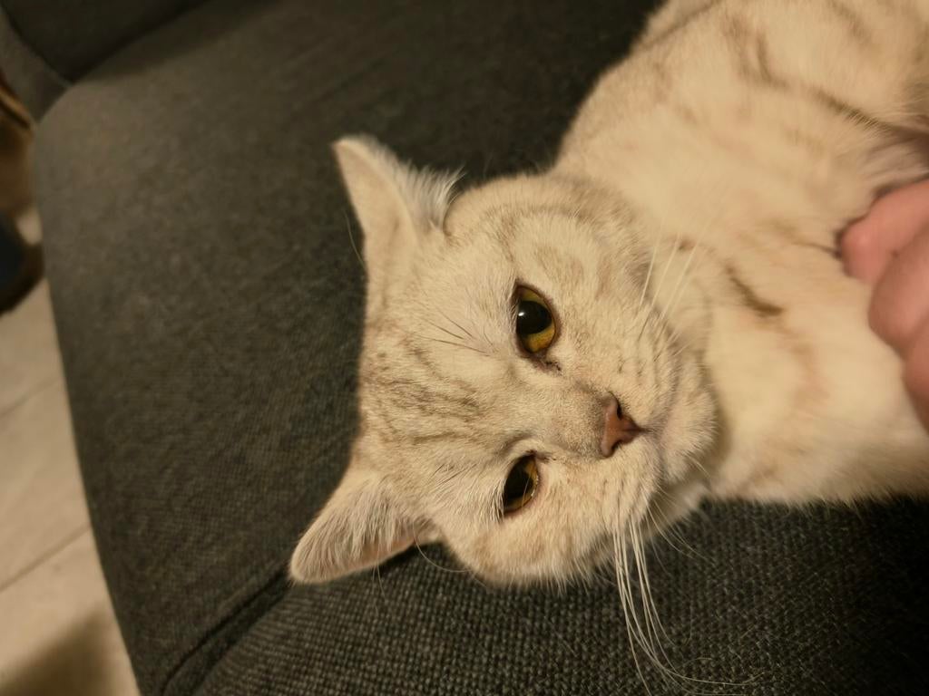 Dierenhotel aangeboden, Ophalen of Verzenden