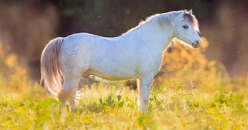 Weidemaatje gezocht, Dieren en Toebehoren, Pony's
