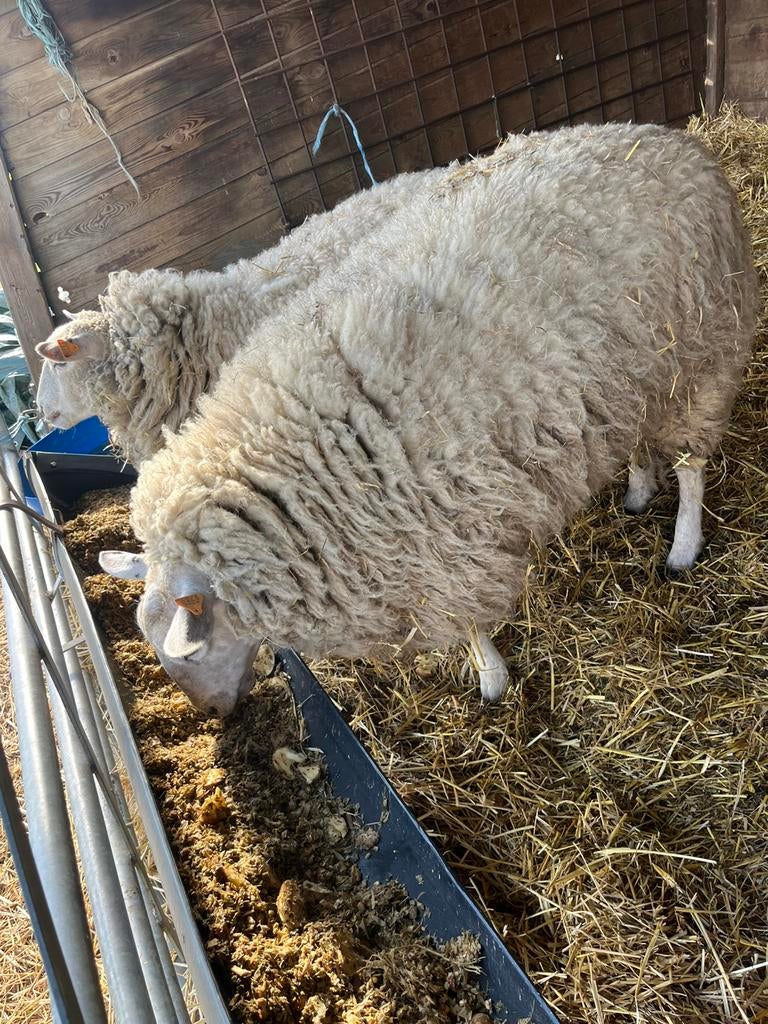 2 swifter ooien te koop