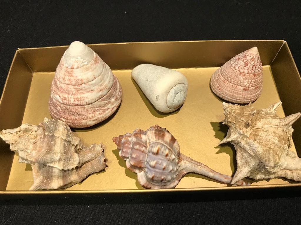 Coquillages exotiques, Enlèvement ou Envoi, Coquillage(s)