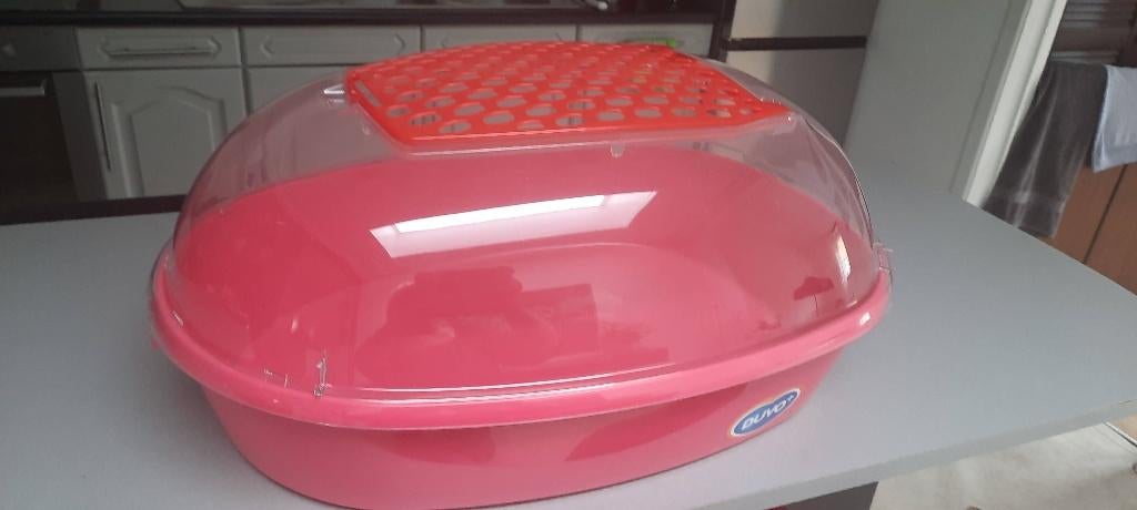 Dwerghamster kotjes, Dieren en Toebehoren, Knaagdieren, Februari