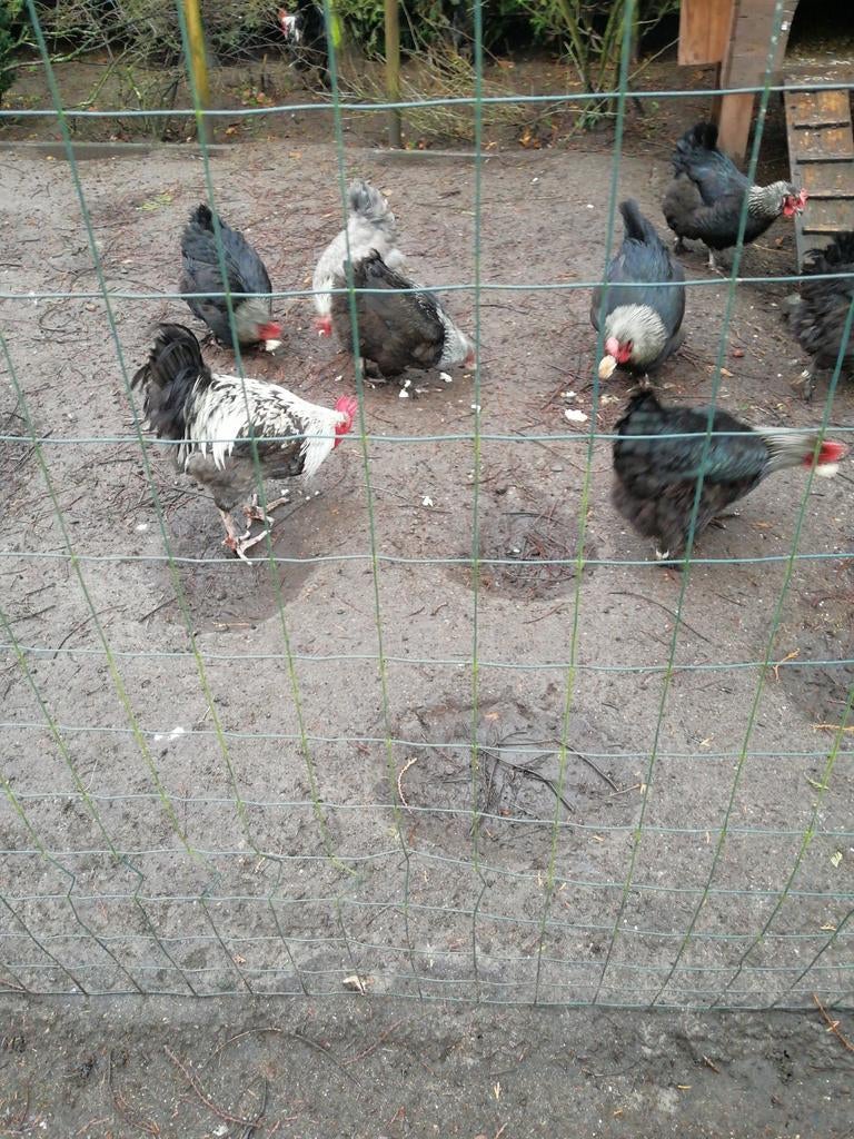 Broedeieren van marans zwart en blouwzilverhals