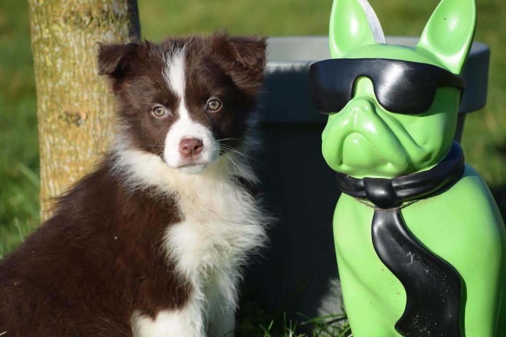 Chiots de berger australiens aussi, Animaux & Accessoires, Hépatite contagieuse (maladie de Rubarth), Plusieurs, Belgique, Berger