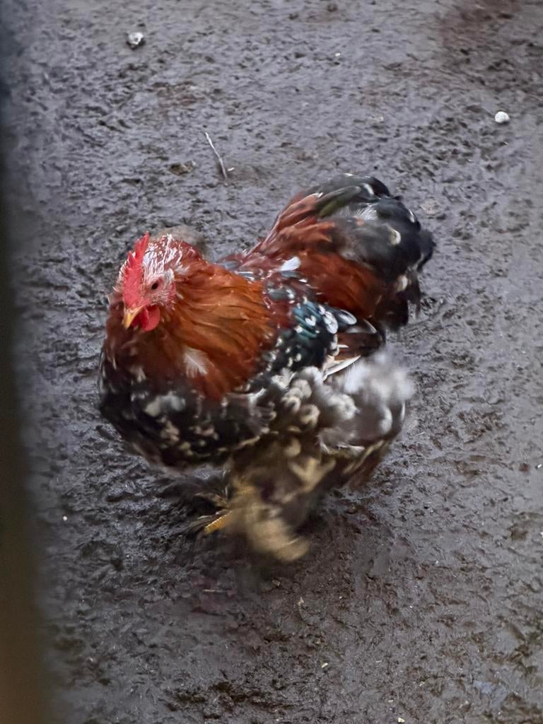 Cochin kriel, Dieren en Toebehoren, Pluimvee, Meerdere dieren, Kip