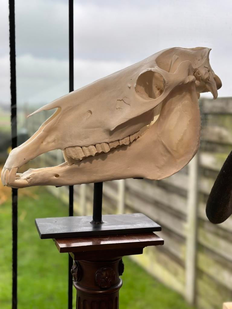 Schedel op statief, Antiek en Kunst, Ophalen