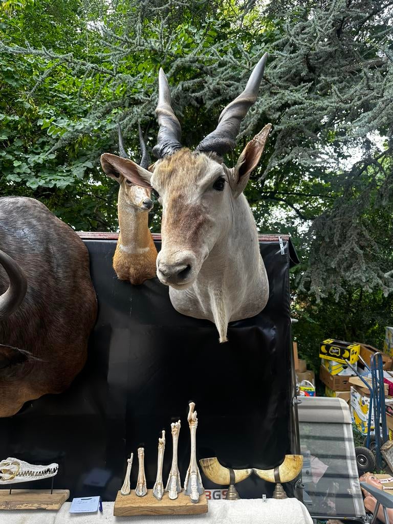 Taxidermie eland antilope groot, Ophalen