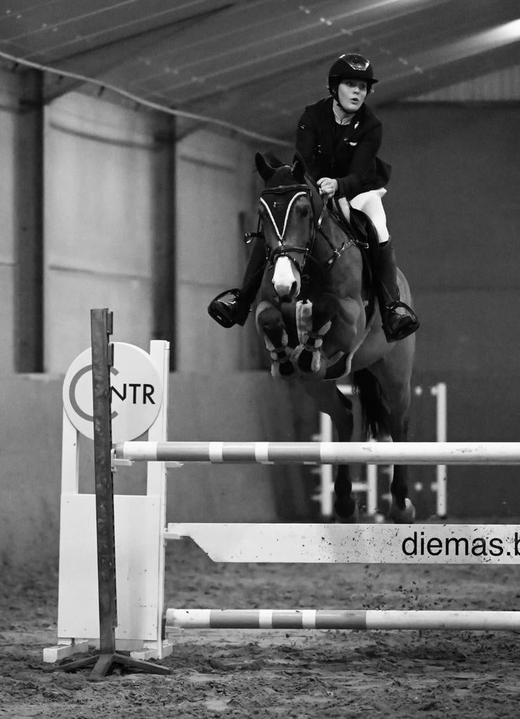 Ruiter aangeboden, Dieren en Toebehoren, Paarden