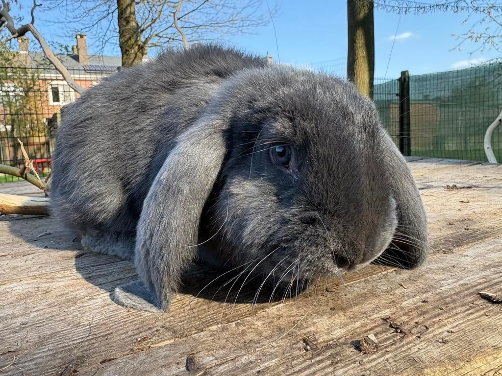 Franse hangoor ram, Oreilles tombantes