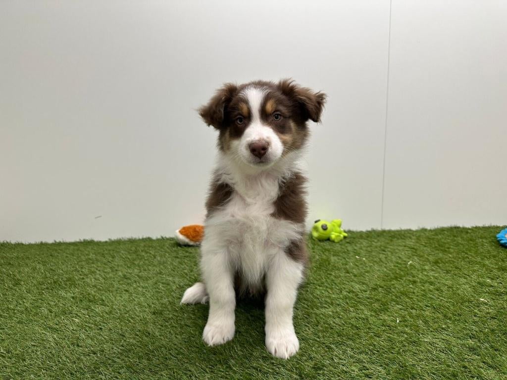 Nestje Australische herder pups, Parvo, België, 8 tot 15 weken, Meerdere