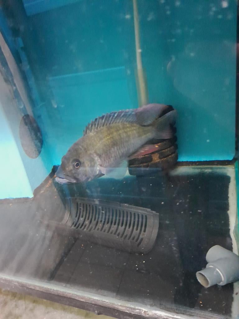 Verschillende malawi cichlides, Dieren en Toebehoren, Vis, Zoetwatervis