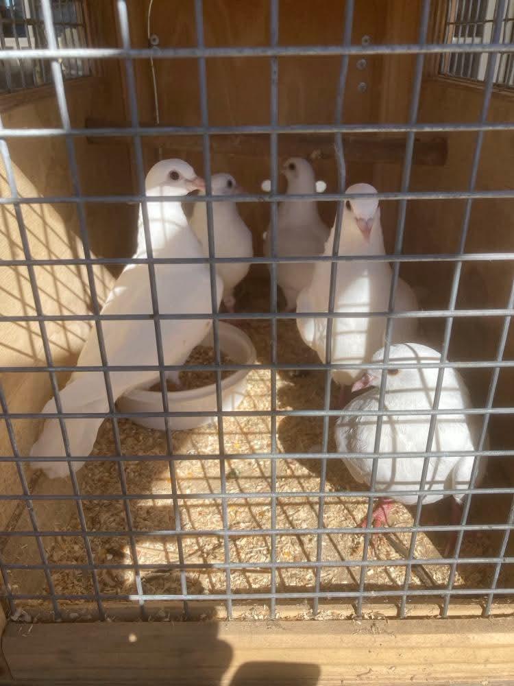 Witte duiven, Dieren en Toebehoren, Postduif