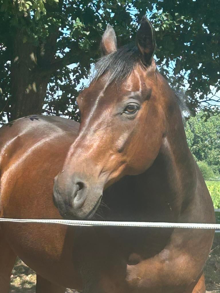 Quarter ruin 2008, Animaux & Accessoires, Hongre, M