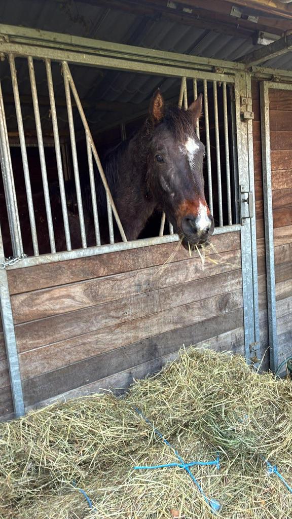 Braaf 3 jarig paard, Hongre, Avec pedigree, 3 à 6 ans