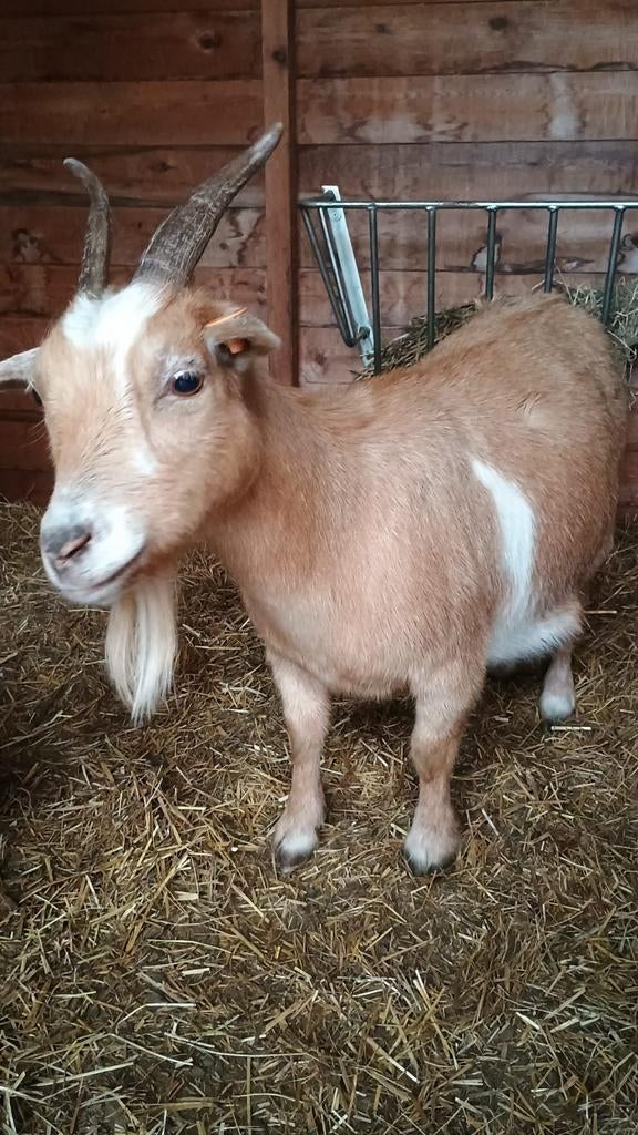 Mieke, Dieren en Toebehoren
