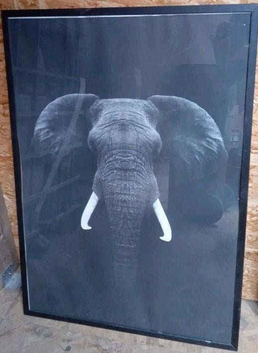 Olifantenfoto, Antiek en Kunst, Kunst | Schilderijen | Modern, Ophalen