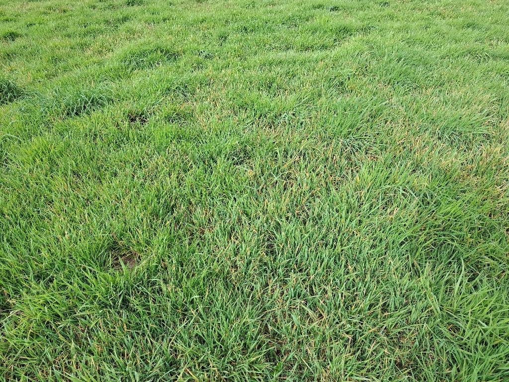 Gras/Hooi velgewas te koop, Dieren en Toebehoren, Weidegang