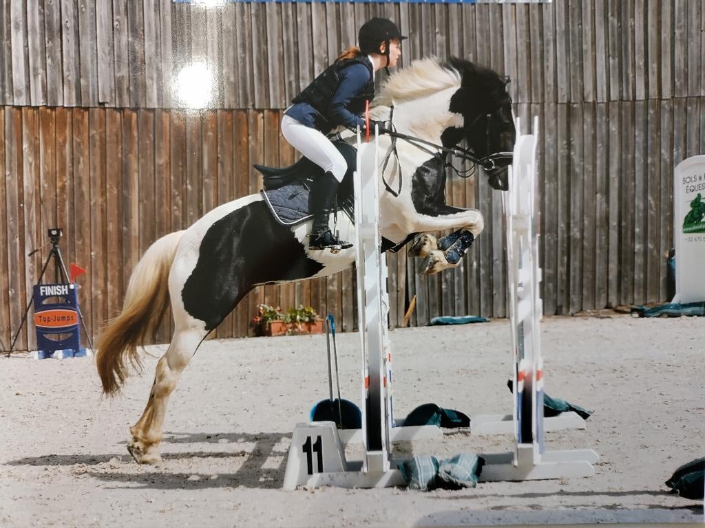 Werklustige en betrouwbare D-pony met wedstrijdervaring, Dieren en Toebehoren, Pony's, Merrie, B, D pony (1.37m tot 1.48m), Springpony