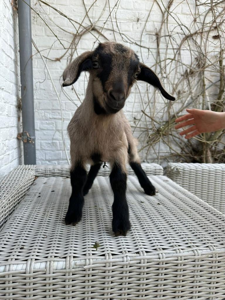 2 hoornloze bokjes uit 2026, Dieren en Toebehoren, Schapen, Geiten en Varkens, Geit, Mannelijk, 0 tot 2 jaar