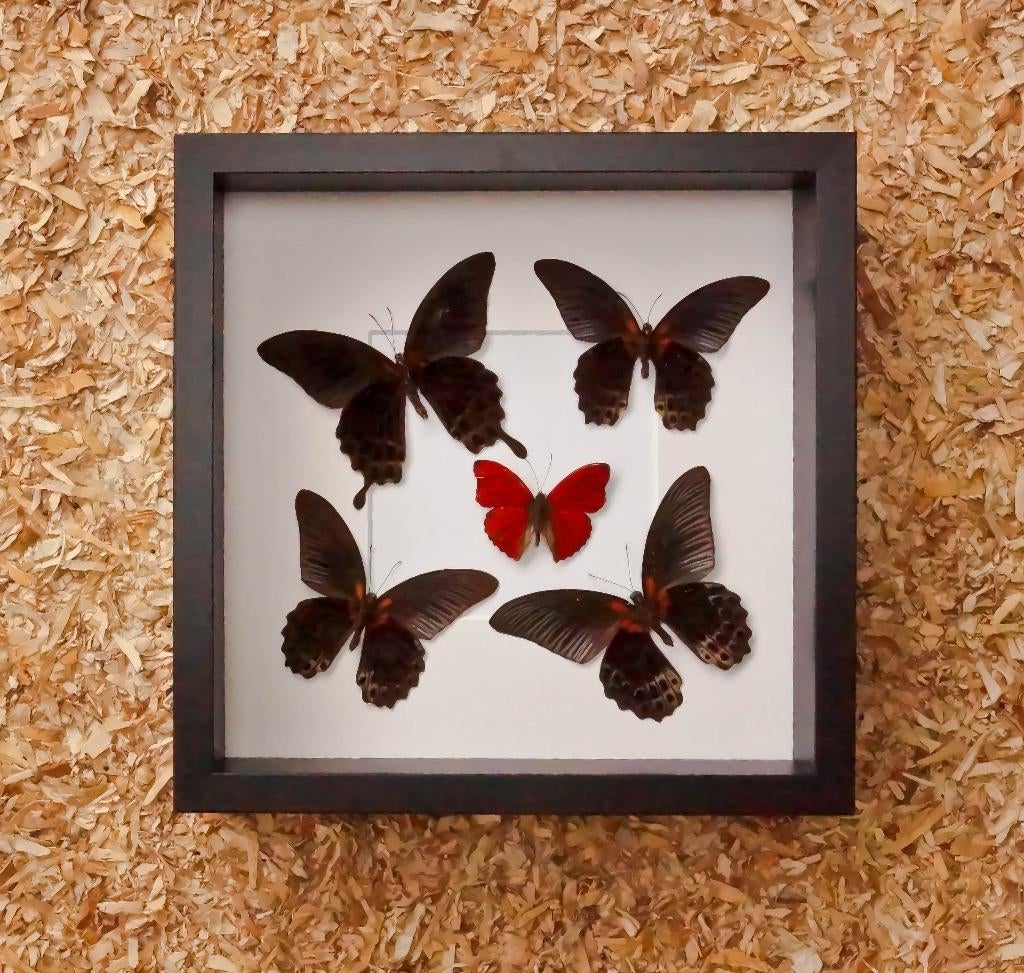 kader gevuld met vlinders, Verzamelen, Ophalen of Verzenden, Nieuw, Insect, Opgezet dier