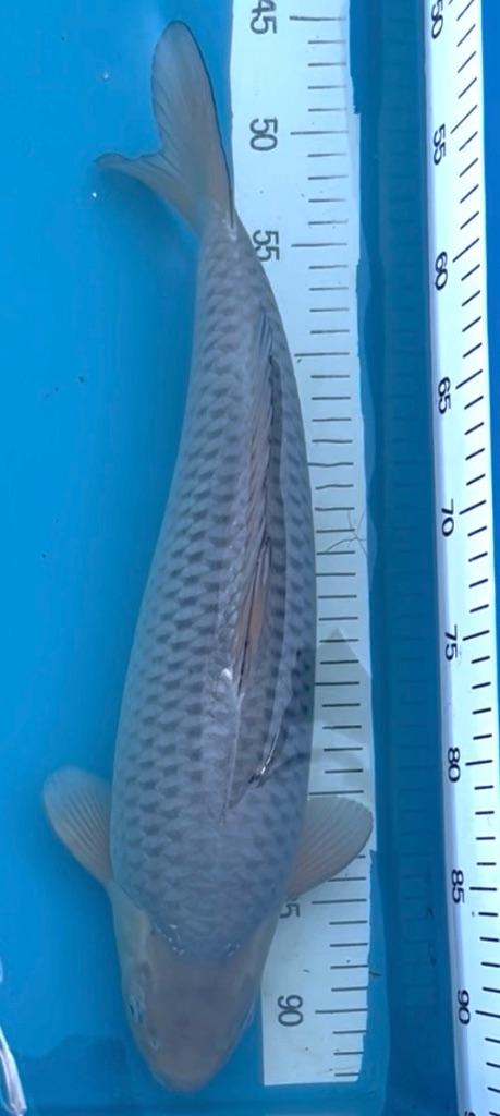 Soragoi Nisai 45-50cm, Dieren en Toebehoren, Karper of Koi