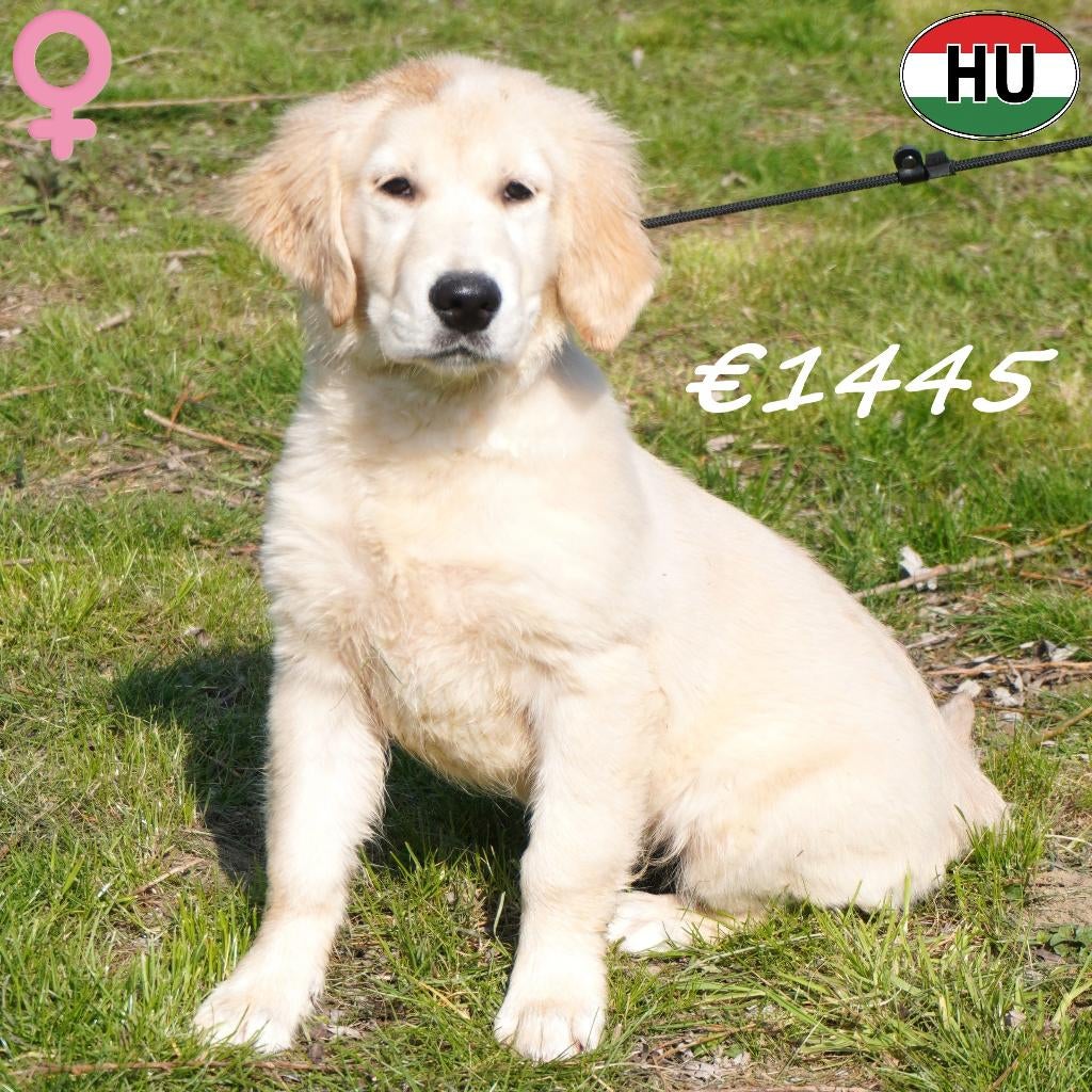 Golden Retriever femelle - chiot à vendre, 15 semaines à 1 an, Golden retriever, Hépatite contagieuse (maladie de Rubarth), Chienne