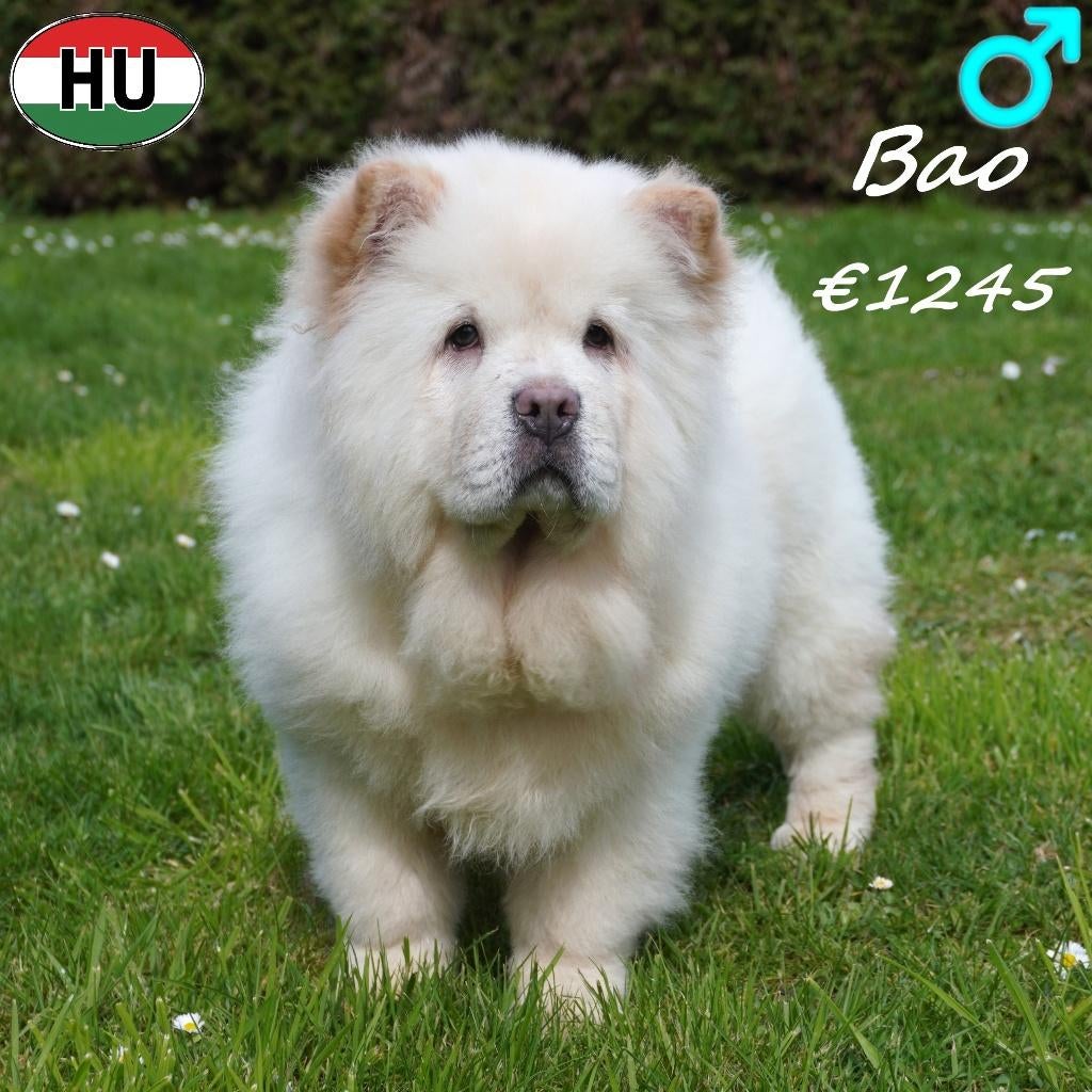 Bao, prachtige Chow Chow pup te koop, Dieren en Toebehoren, 15 weken tot 1 jaar, Buitenland, Parvo, Eén hond