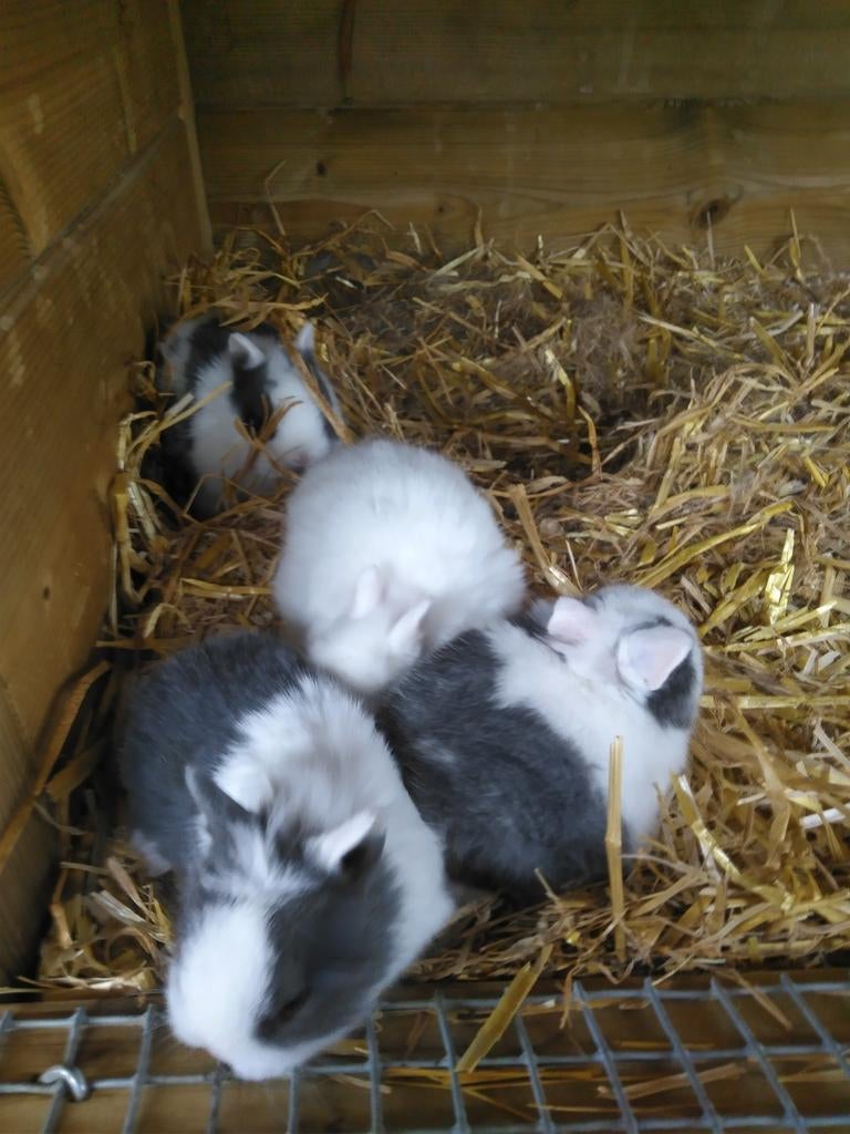 Dwergkonijnen, Dieren en Toebehoren, Konijnen, Klein