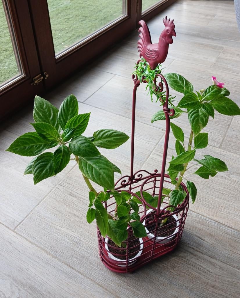 PAQUES. Décoration florale "impatientes", Enlèvement