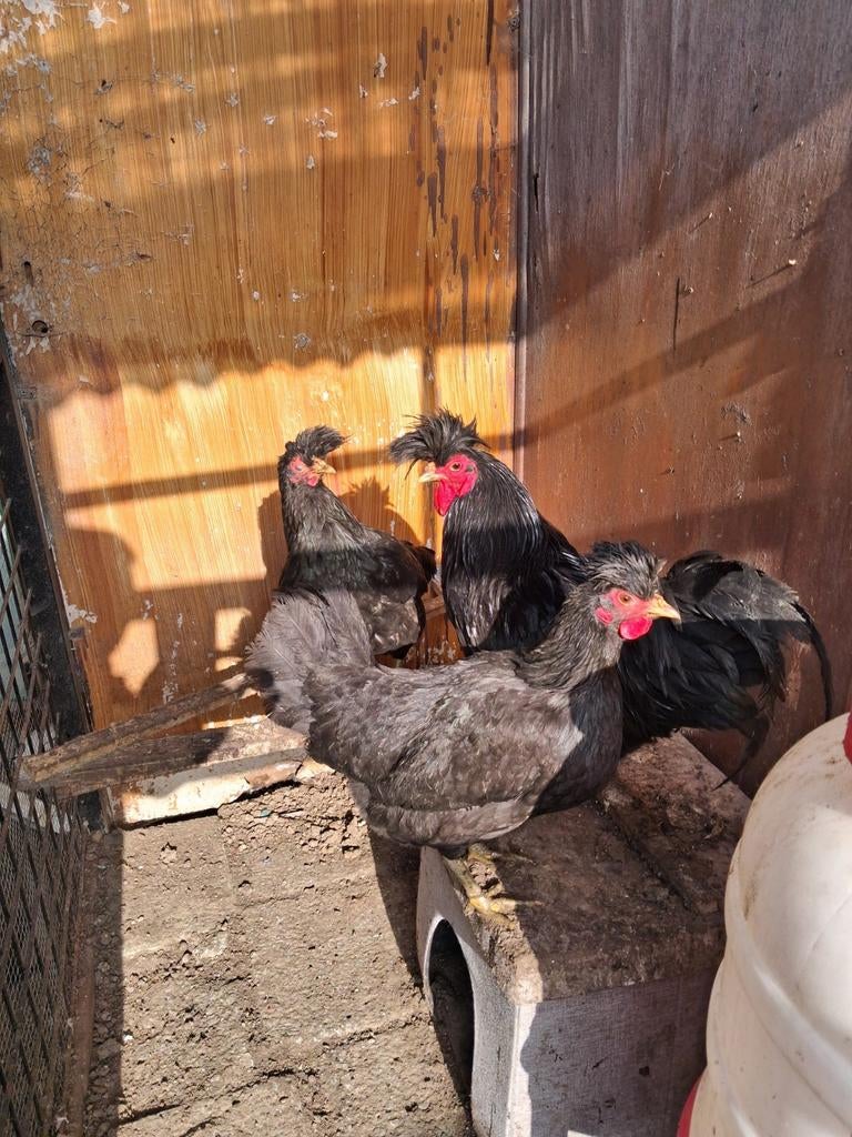 Kosovolangkraaier, Dieren en Toebehoren, Pluimvee