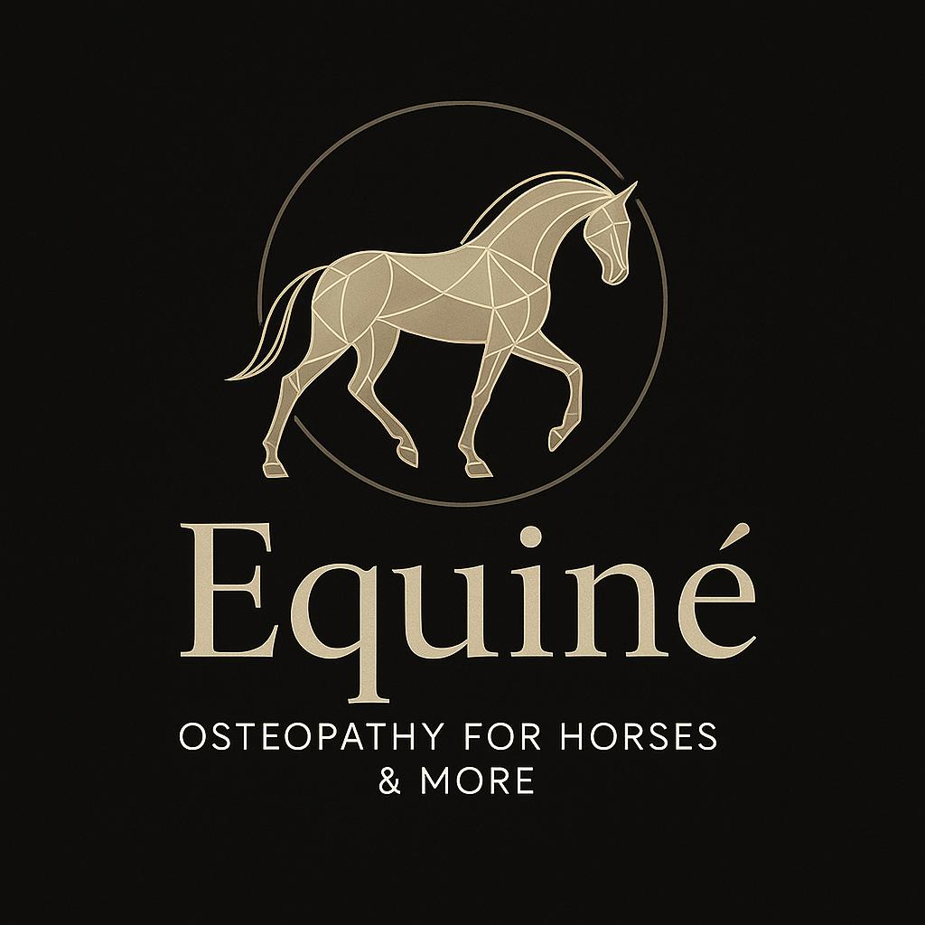 Paardenosteopaat, Services & Professionnels, Animaux | Chevaux | Soins, Garde & Dressage