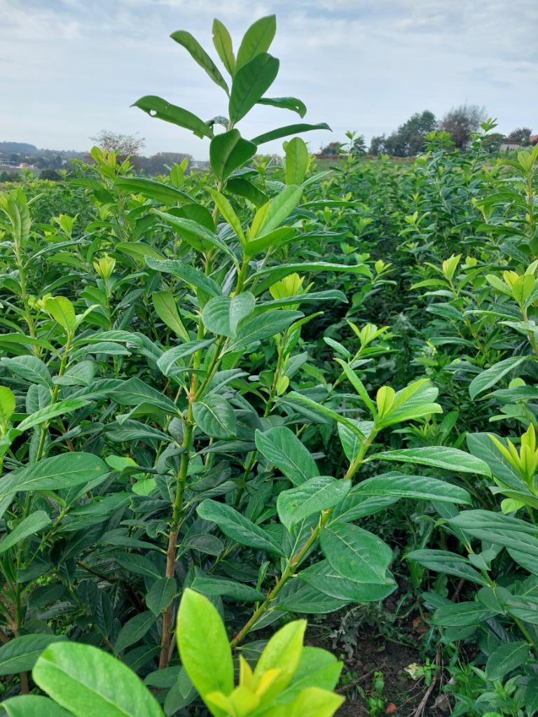Laurier-cerise (paplaurel) Plante de haie à feuilles persist, Enlèvement, Laurier, Haie, 100 à 250 cm