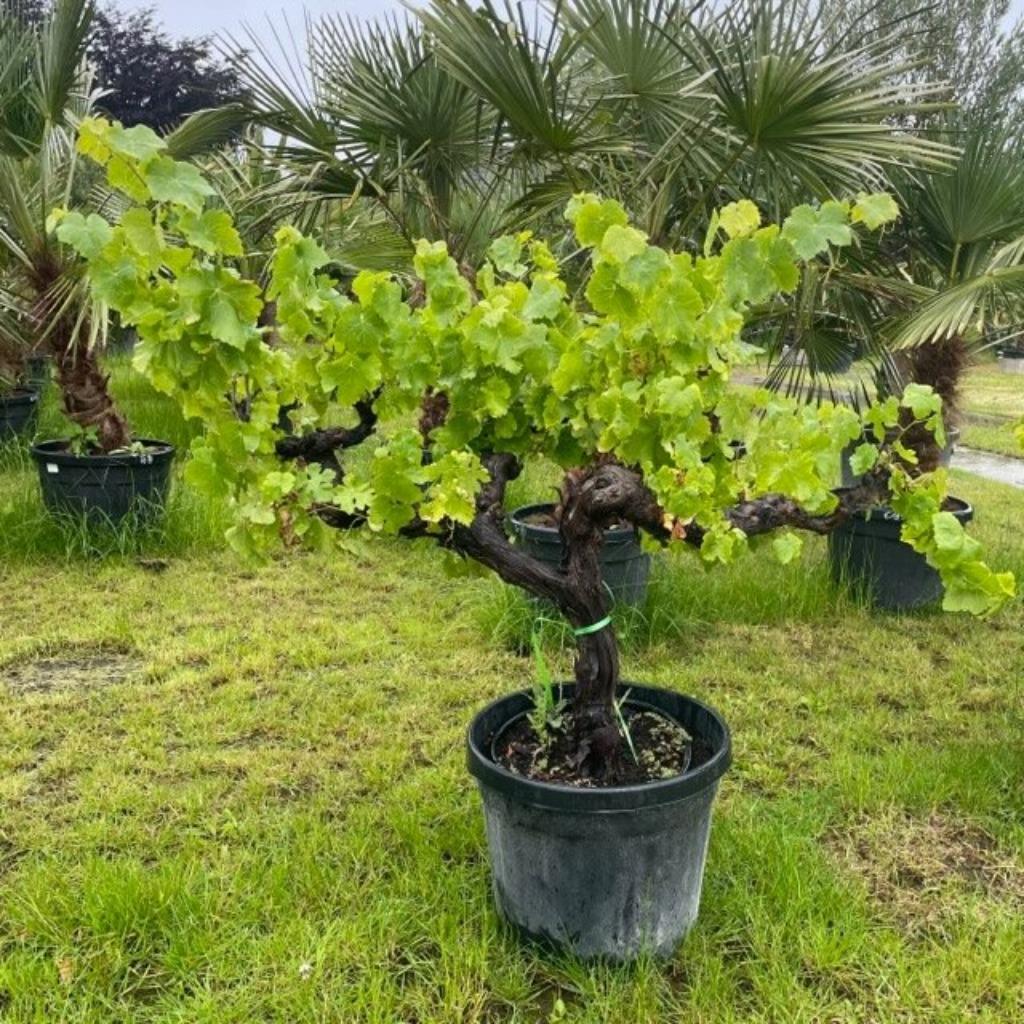 Druivelaar, Tuin en Terras, Planten | Tuinplanten, Bodembedekkers, Ophalen of Verzenden