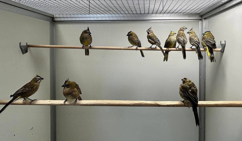 Groene kardinalen, Meerdere dieren, Tropenvogel, Geringd