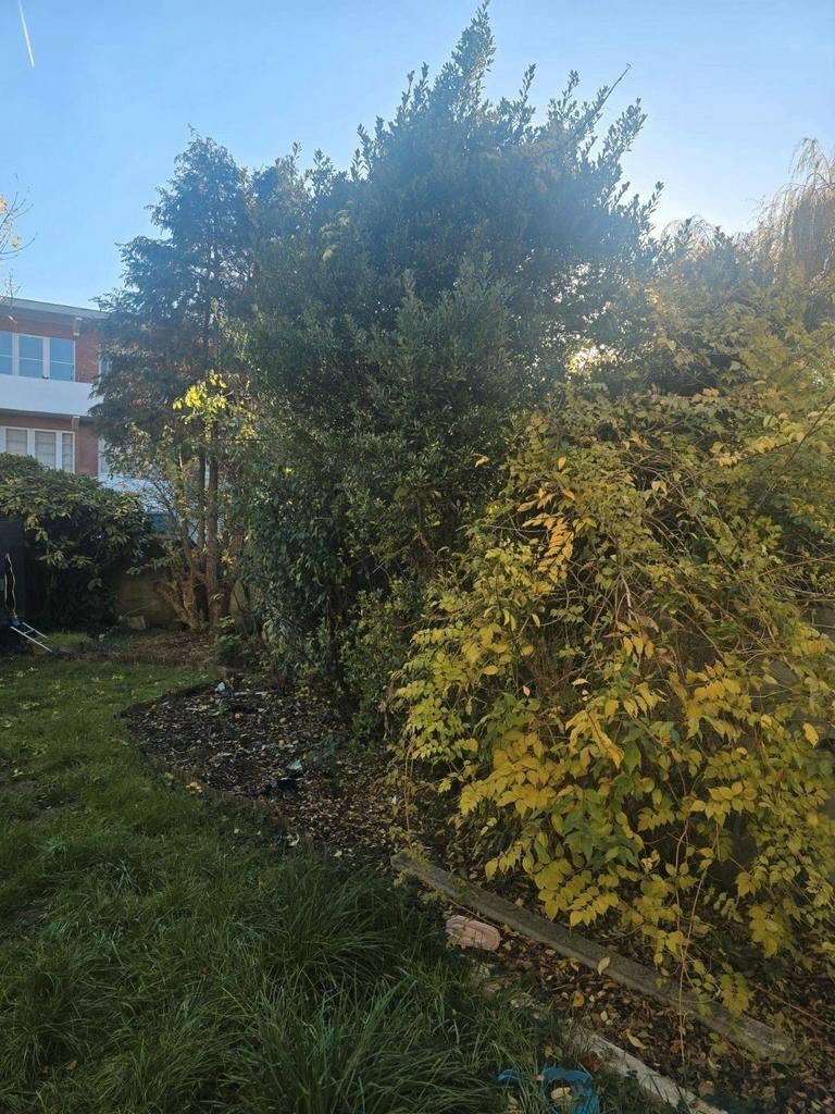 Disponible pour vos jardin, Jardin & Terrasse, Plantes | Arbres, Enlèvement