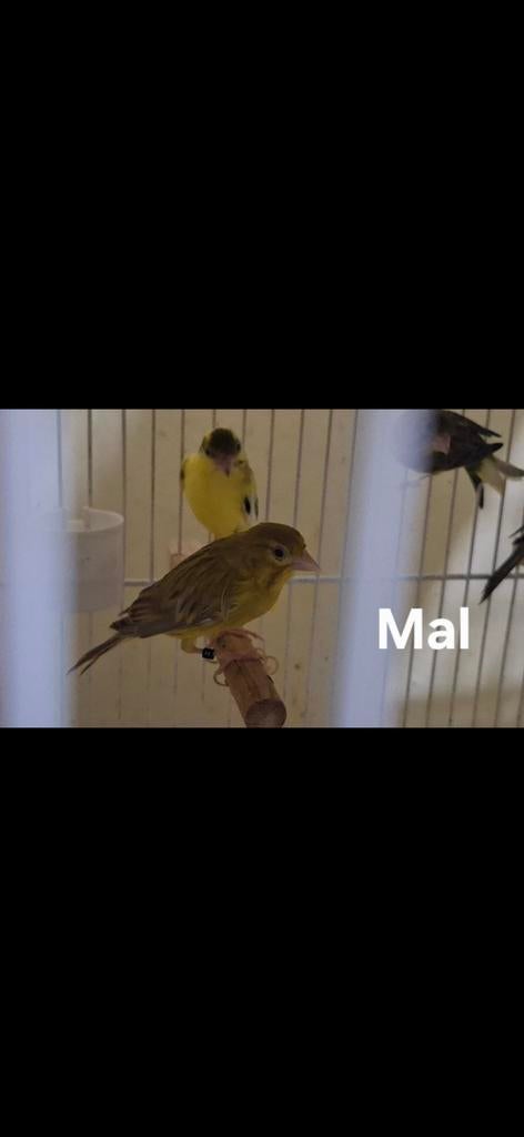 Raza Español 7 mal est 4 femelle, Animaux & Accessoires, Femelle