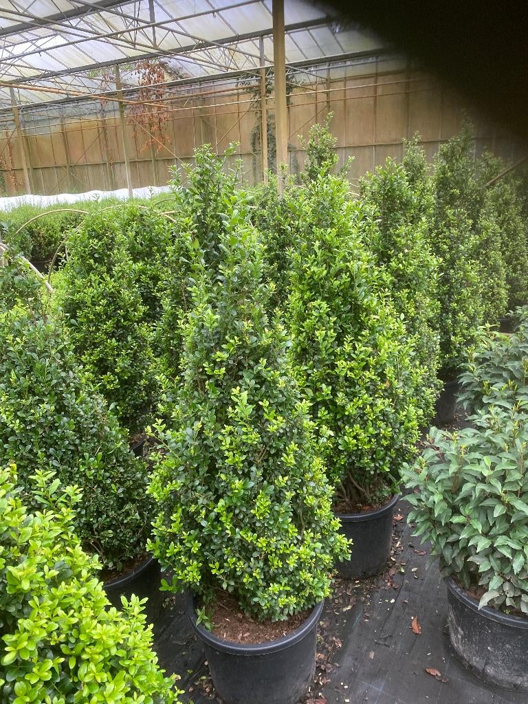 Ilex en Taxus Kegels, Tuin en Terras, Ophalen of Verzenden, Taxus, Struik